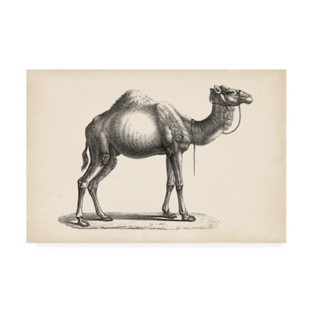 Brodtmann 'Brodtmann Dromedary' Canvas Art,12x19